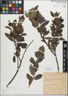 Foto von Salix myrsinifolia Salisb.